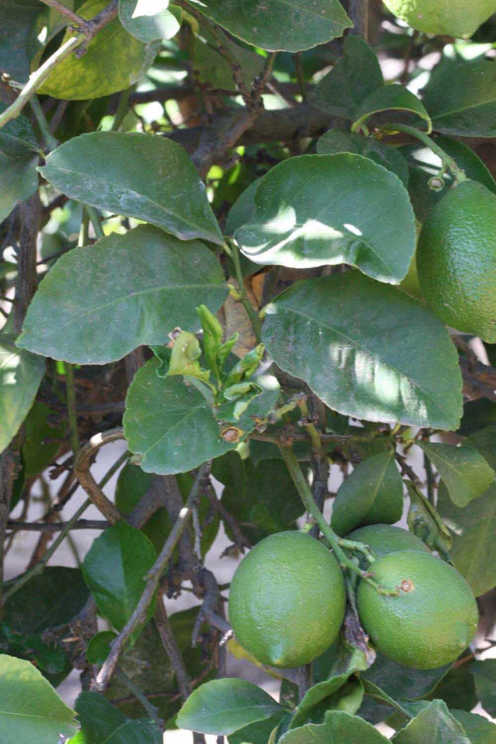              Shade leaves (Riverside, CA)       